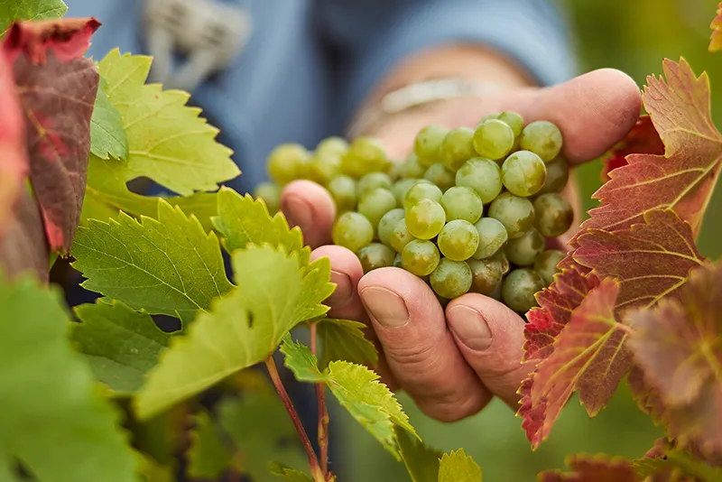 Découverte du terroir et des raisins en champagne