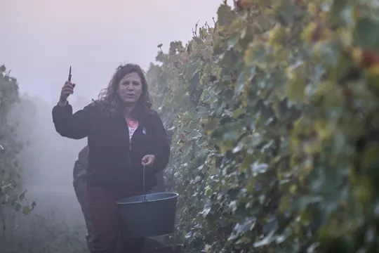 Isabelle Esnault dans les vignes pour les vendanges