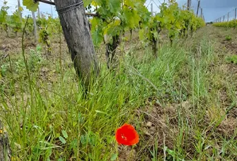 Vignes et raisins appelation Saumur