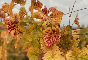 Vignes Chateau de Lachassagne