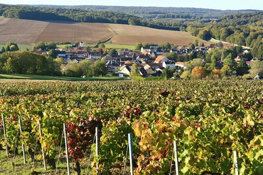 Aperçu des vignes autour du village de Louvois